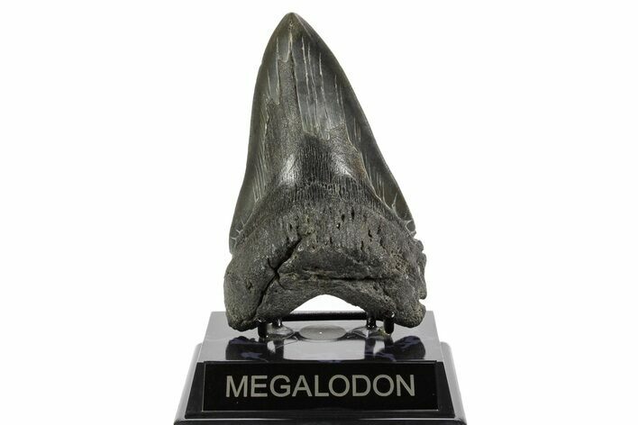 Serrated, Fossil Megalodon Tooth - South Carolina #369997